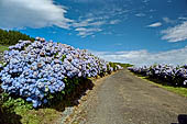 Azzorre, Isola Terceira - Salita alla Serra de Santa Barbara con le strade contornate dalle ortensie dalle fioriture azzurre.